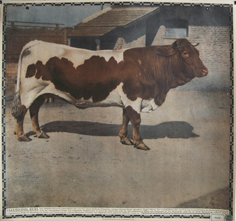 Link to  Hausrind Kuh Steer Cattle CowsStaatsdruckerei  Product