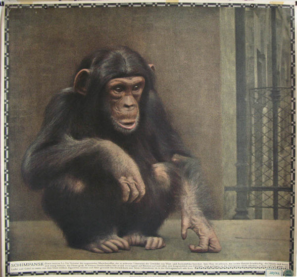 l – satyrus chimpanzee Museum simia schimpanse Poster