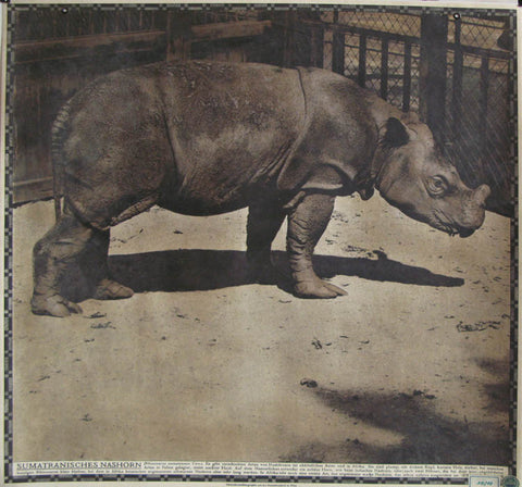 Link to  Sumatranisches Nashorn Rhinoceros Sumatrensis CuvStaatsdruckerei  Product