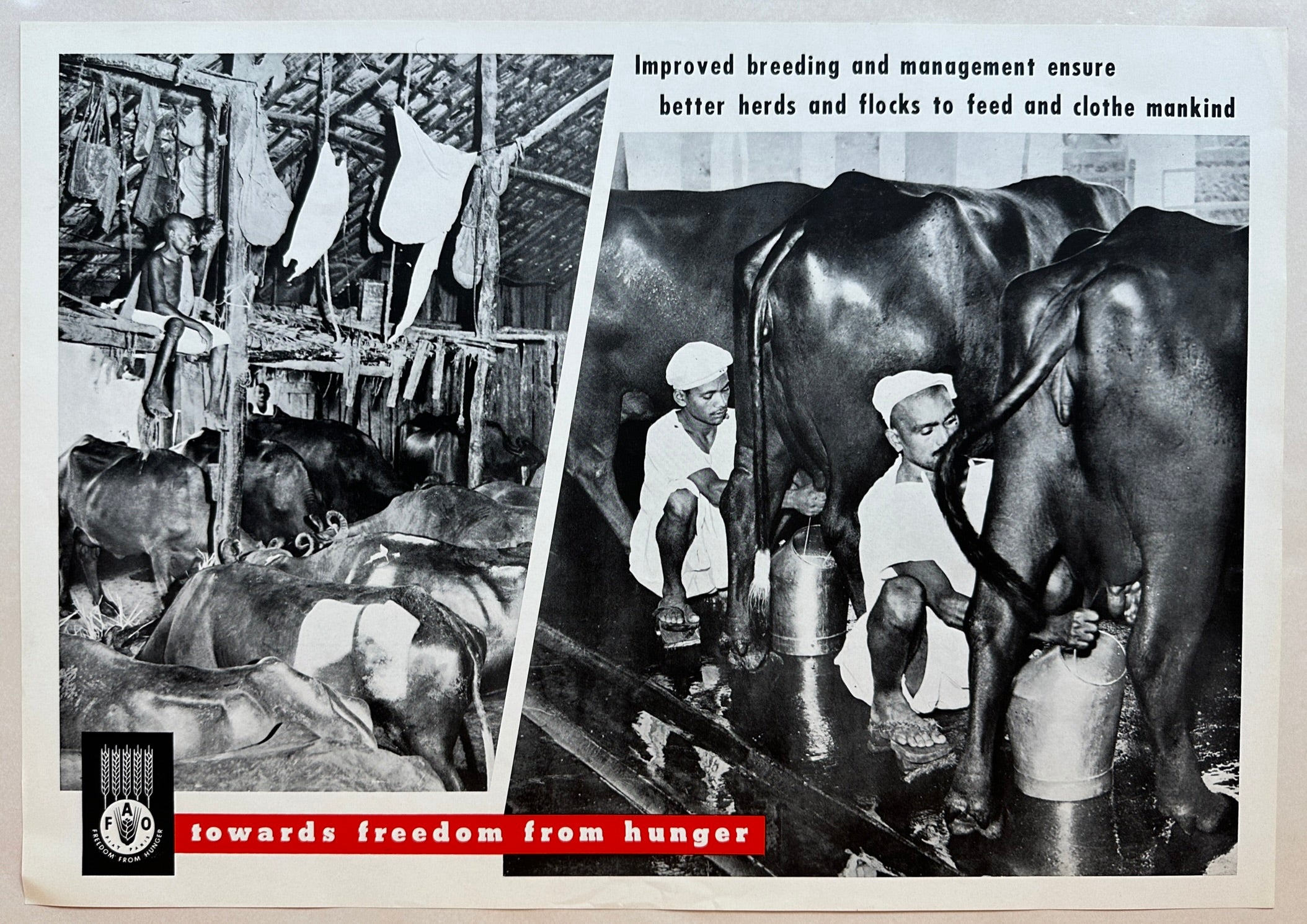 20x14 1960s FAO black and white freedom from hunger campaign poster featuring disorganized vs organized cattle-housing and workers