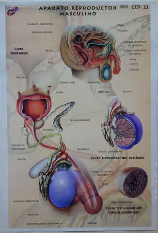 Link to  Aparato Reproductor MasculinoMexico,  C.2000  Product