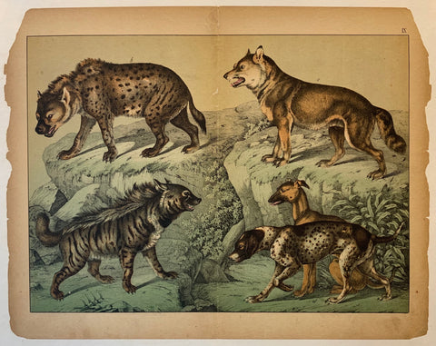 Link to  Wild Dog Lithograph by SchubertC. 1890  Product