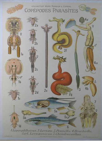Link to  Copepodes Parasites 18L. Laugier del  Product