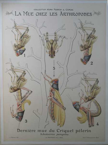 Link to  La Mue Chez Les Arthropodes 6L. Devove del  Product