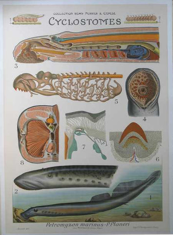 Link to  Cyclostomes 2Bessin del  Product