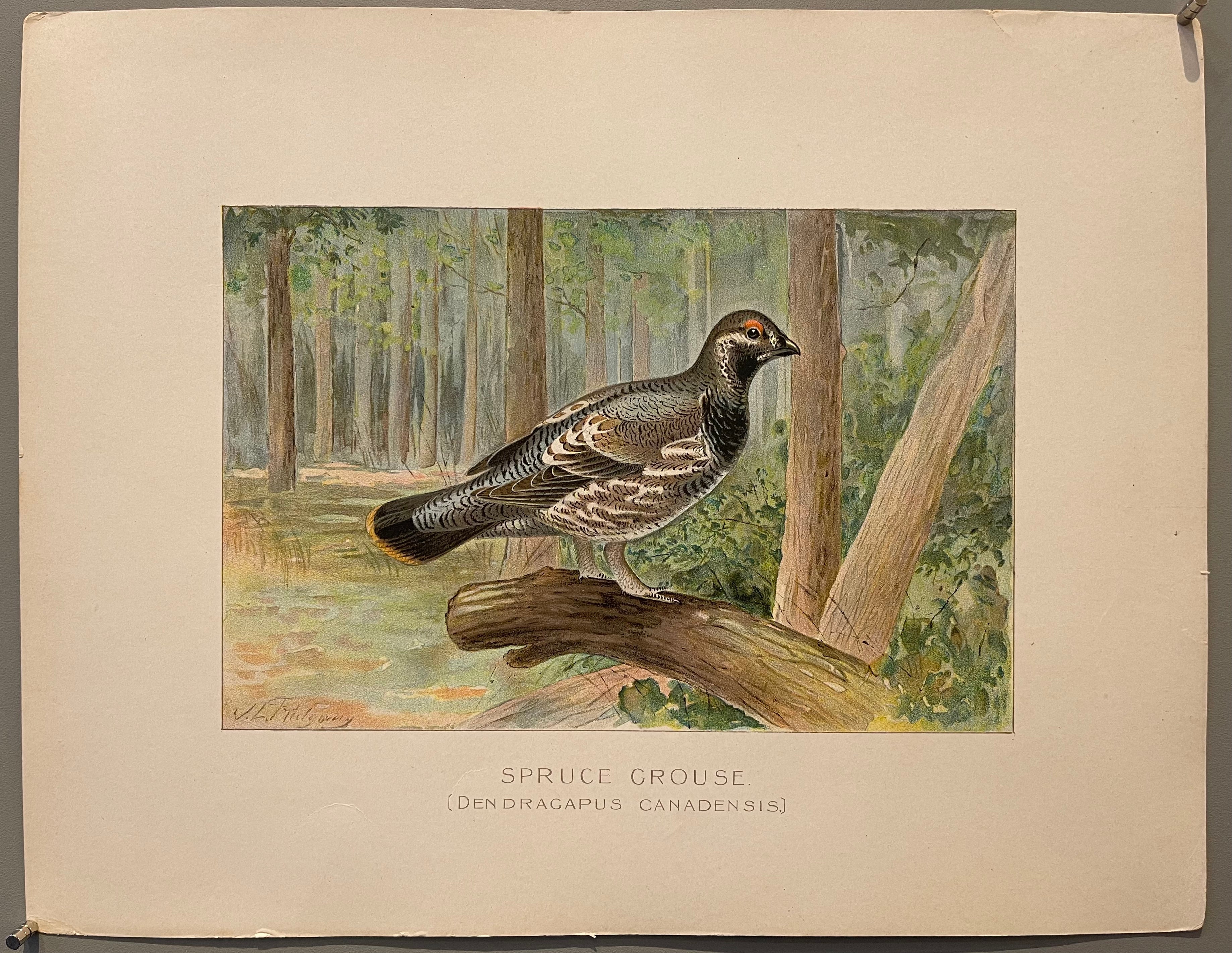 Spruce Grouse