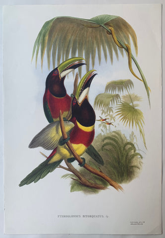 Link to  Pteroglossus Bitorquatus Gould and Richter LithographUK, c. 1990  Product