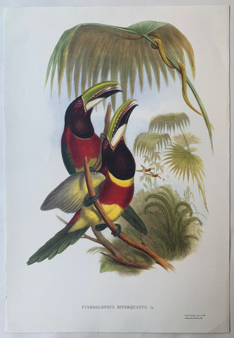 Link to Pteroglossus Bitorquatus Gould and Richter LithographUK, c. 1990 Product