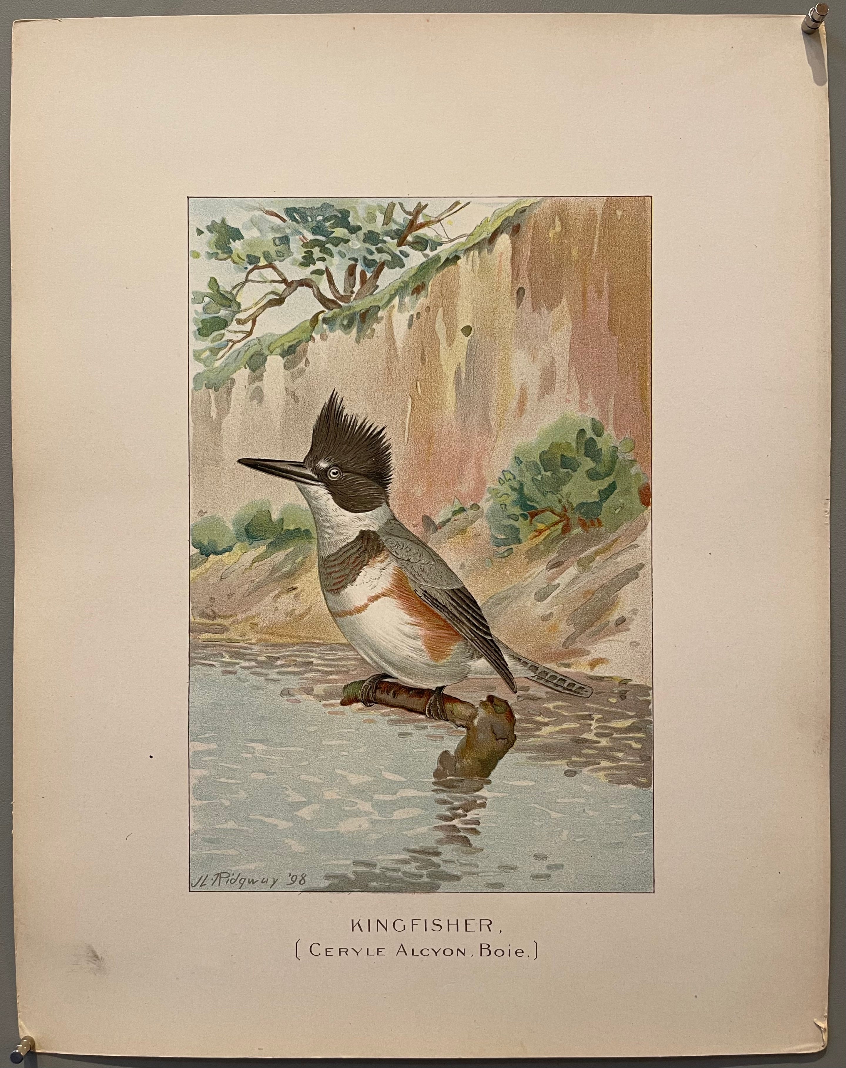 Kingfisher