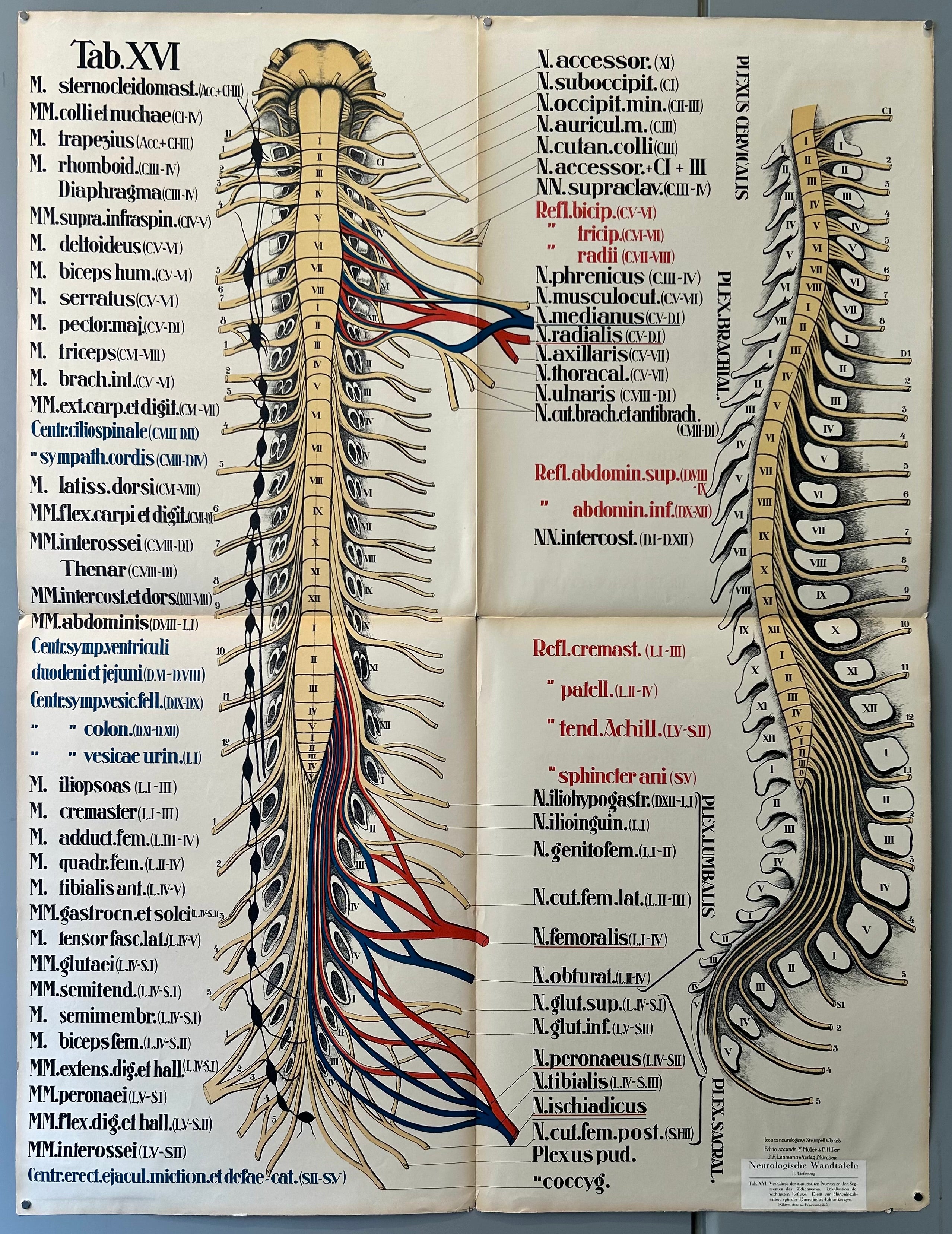 Spinal Cord Nerves Diagram Biology Diagrams