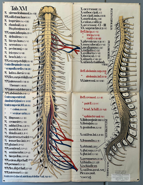 nervous system spinal cord diagram
