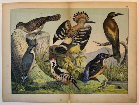 Link to  Types of WoodpeckersC. 1890  Product