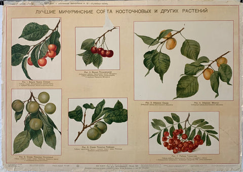 Link to  Stone Fruits PosterRussia, 1937  Product