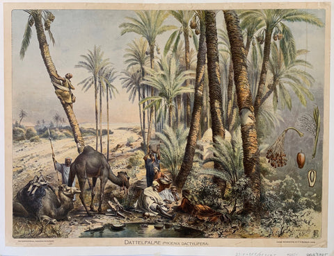 Link to  Dattelpalme PosterGermany, c. 1900  Product