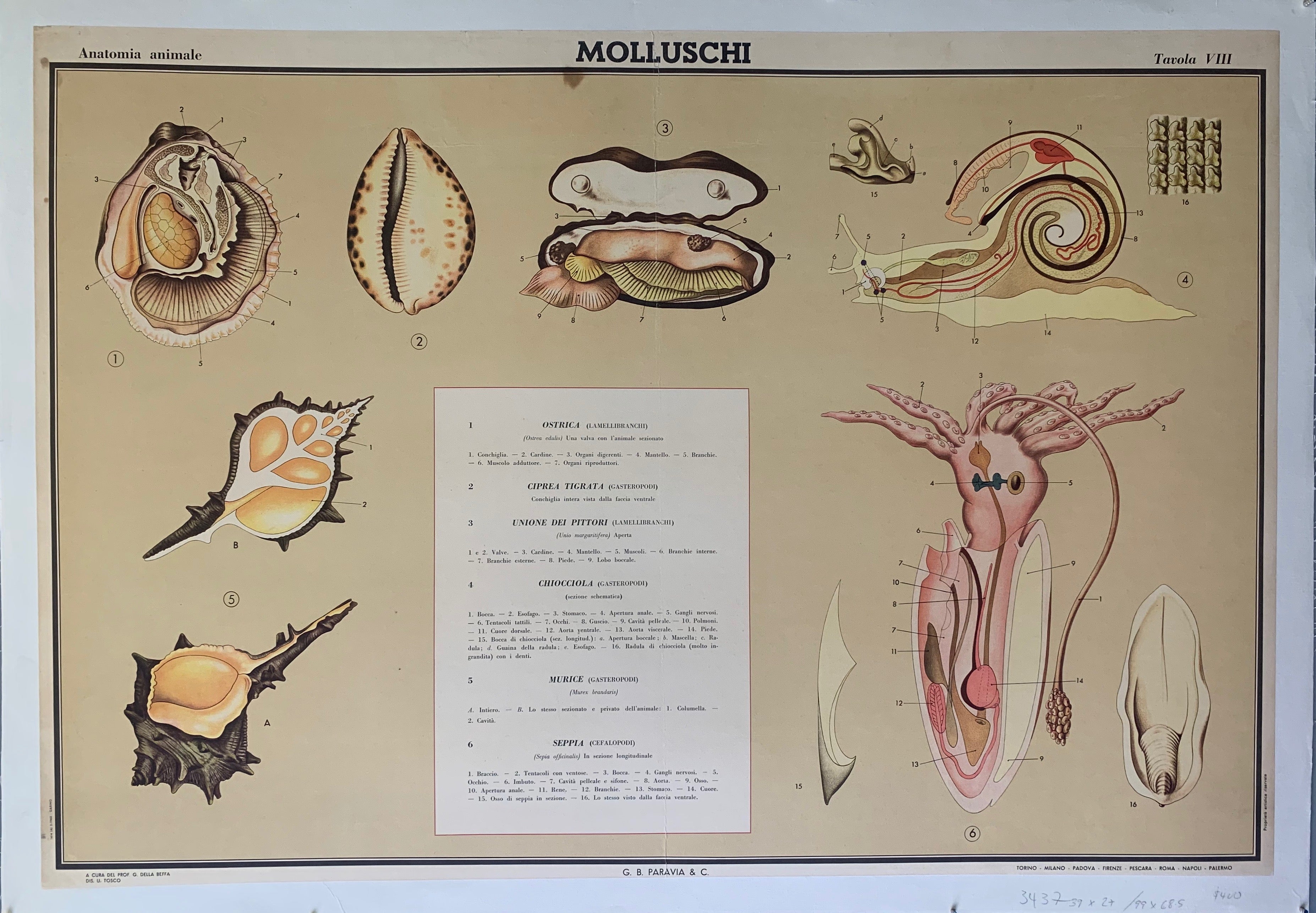 Molluschi Poster