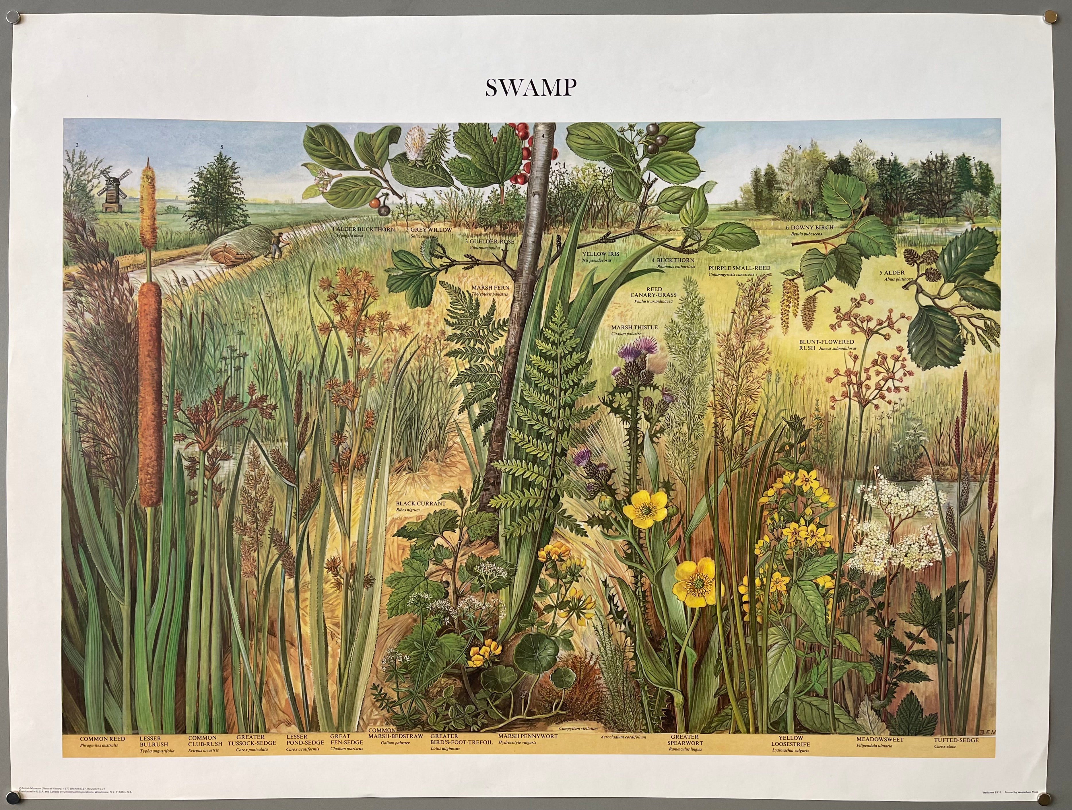 print of plants from the swamp