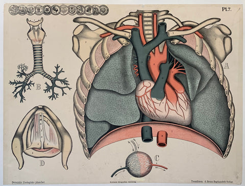 Link to Kristiania Lithografiske Aktiebolag "Lungs"Sweden, C. 1925 Product