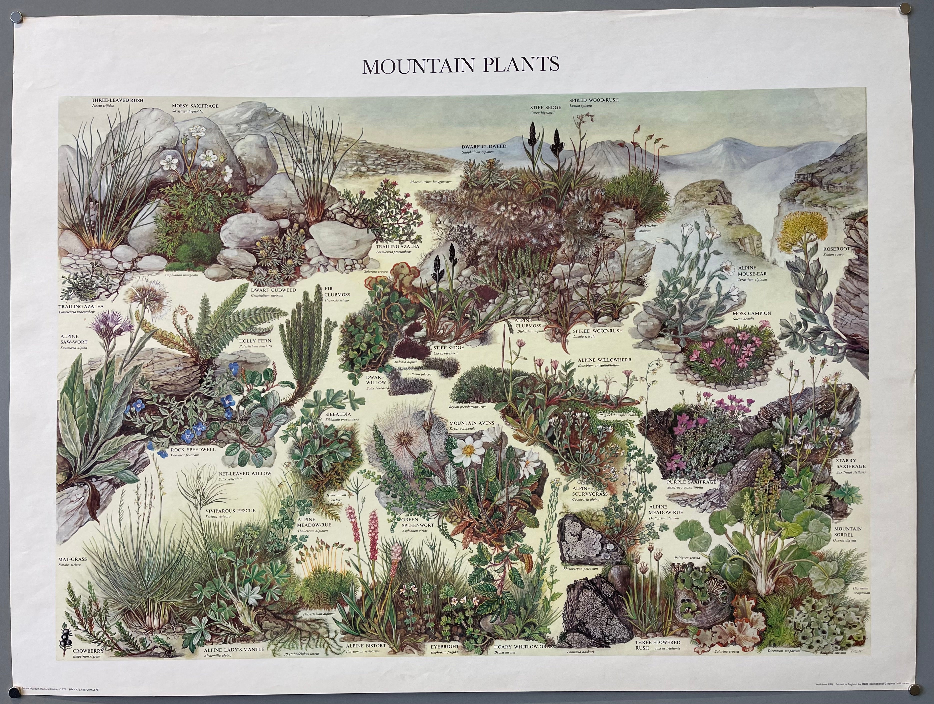 poster of the mountain plants