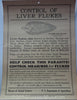 The common sheep liver flukes