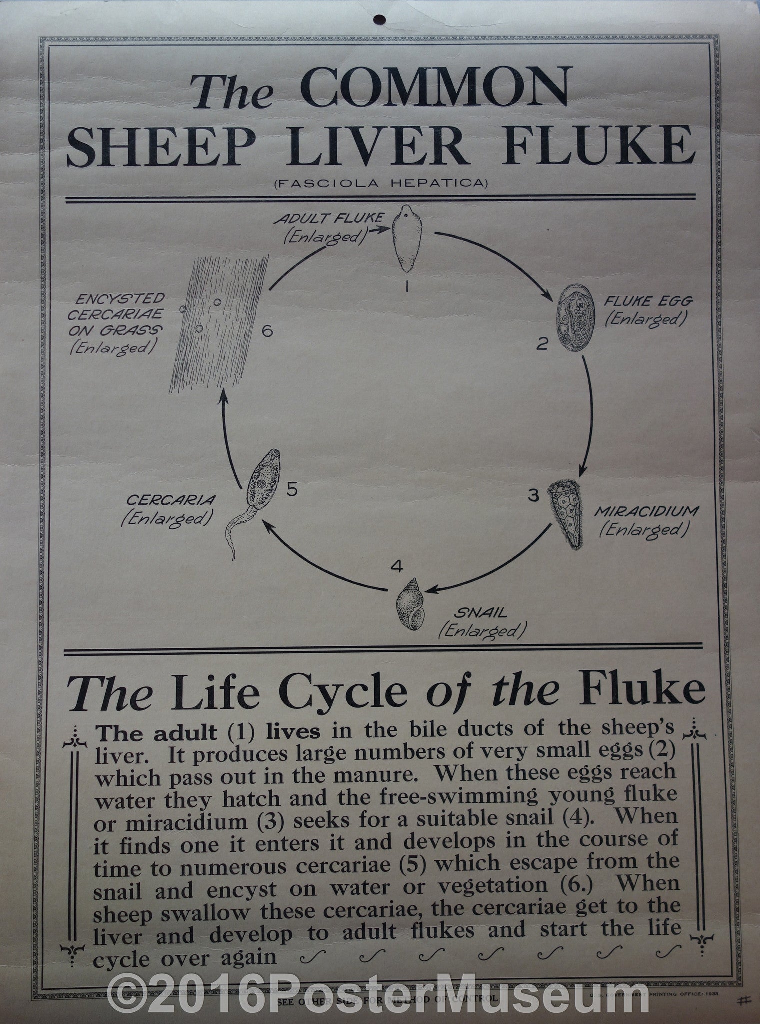The common sheep liver flukes