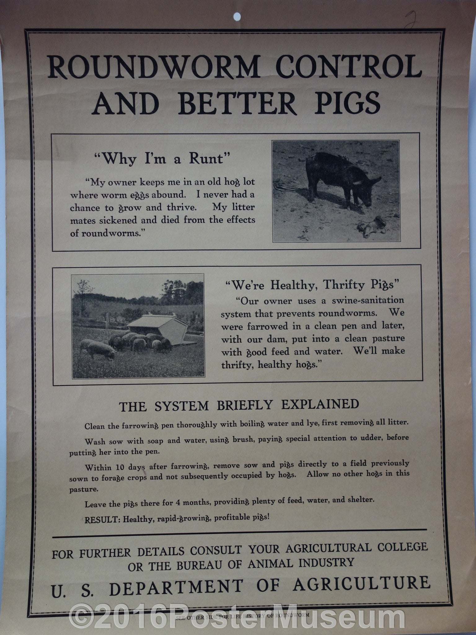 Roundworm control and better pigs