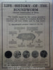 Roundworm control and better pigs