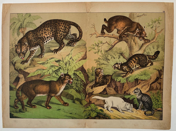 9体コンプBrockmann Light Vol.02 Wild Animals Wild Animal Types 2 – Poster Museum