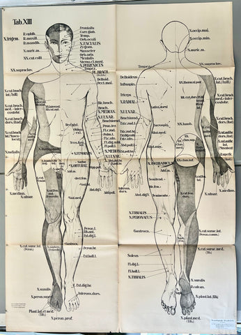 Link to  Peripheral Sensory Nerves ChartGermany, c. 1928  Product