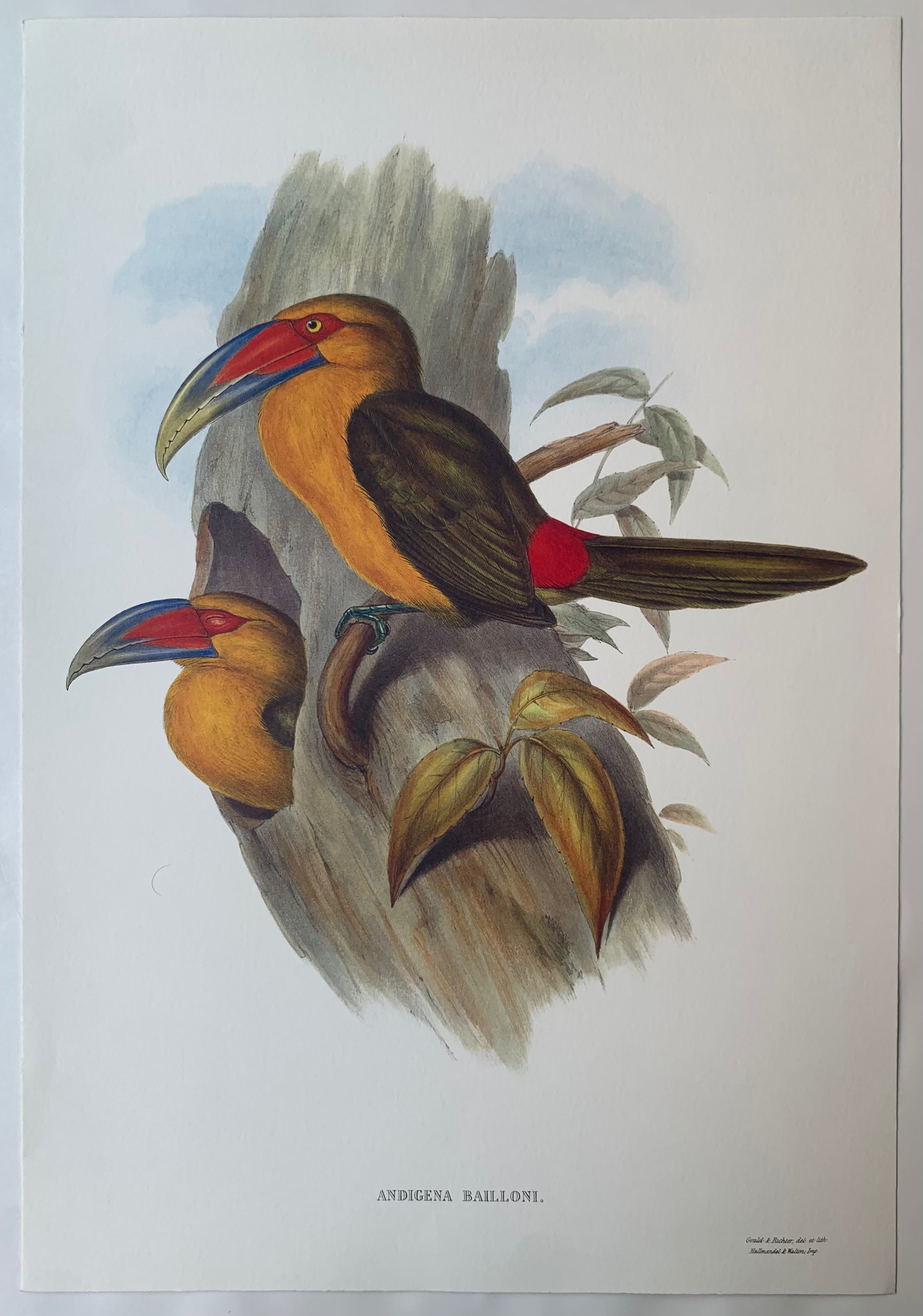 Andigena Bailloni Gould and Richter Lithograph