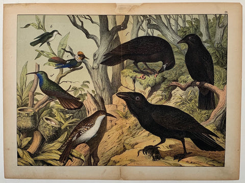 Link to  Bird Lithograph by SchubertC. 1890  Product