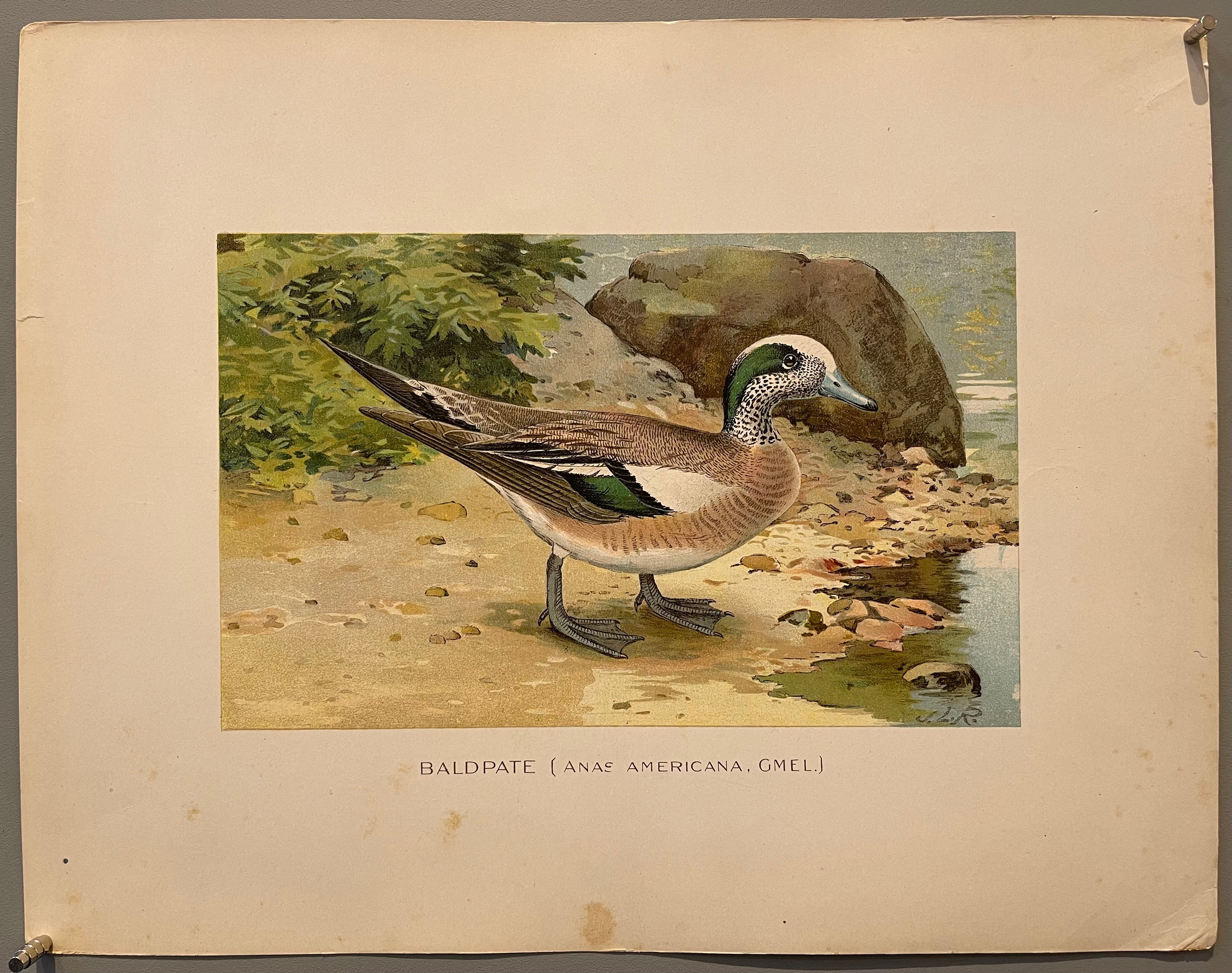 Baldpate