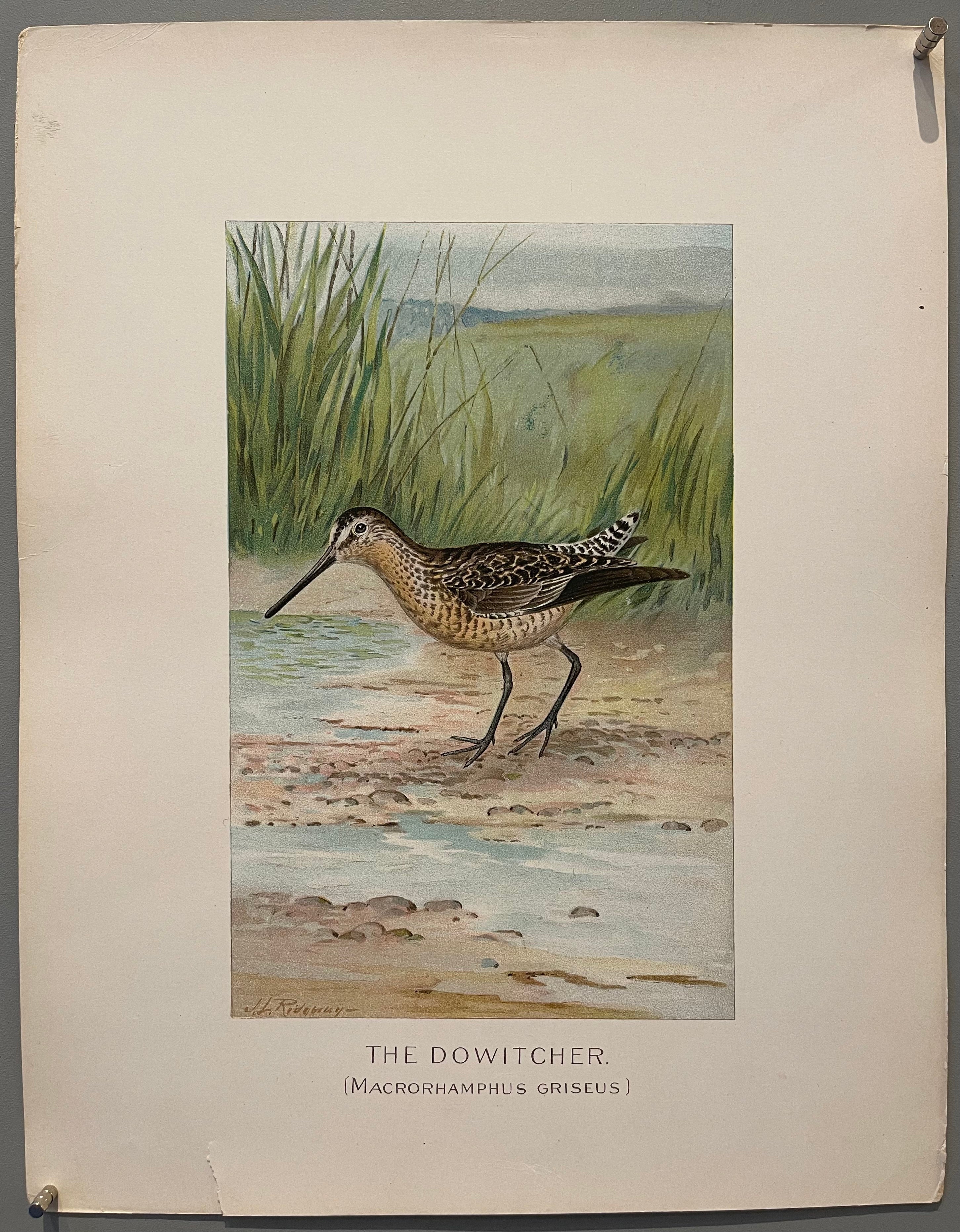 The Dowitcher