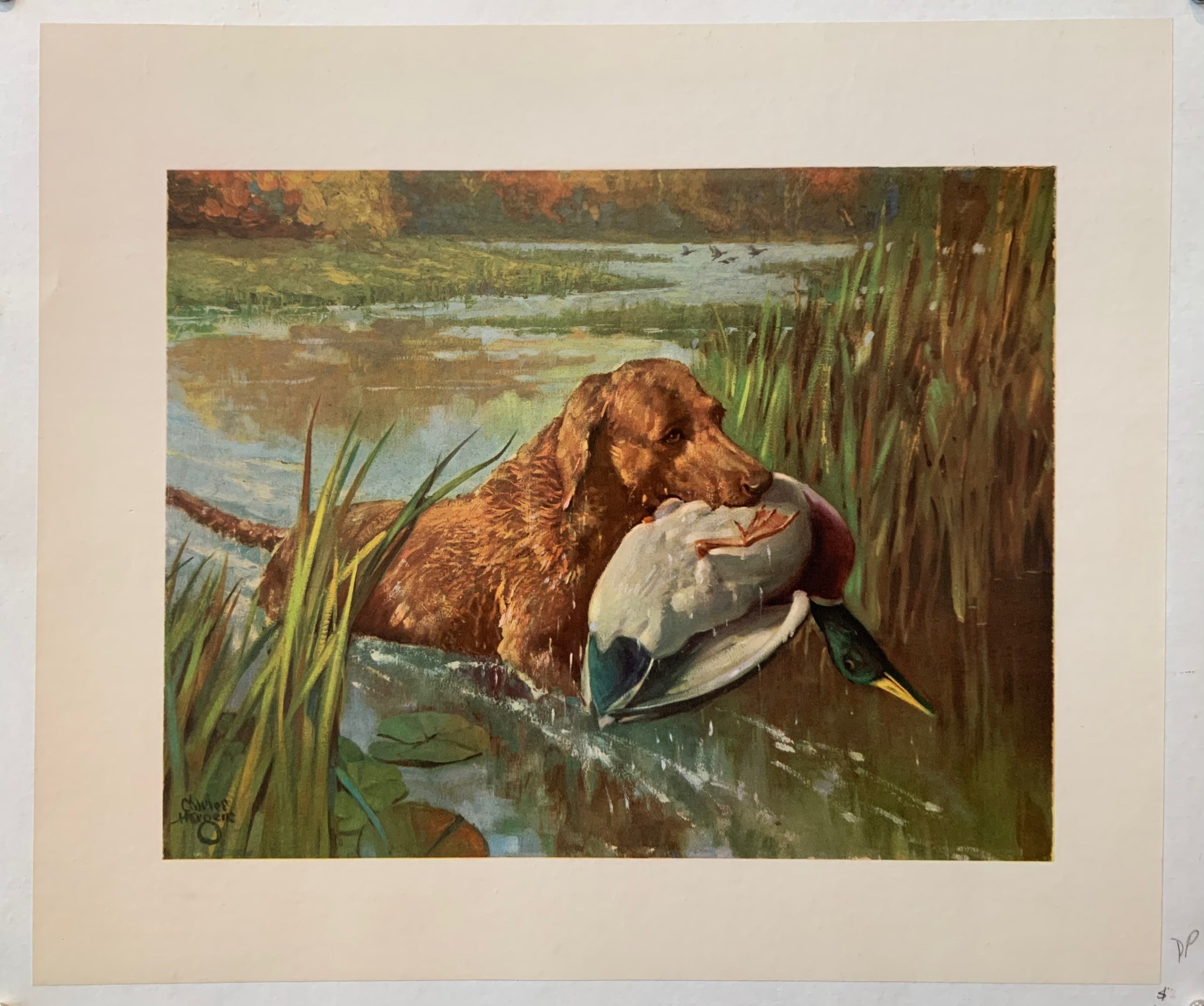 Brown Labrador With Mallard Poster