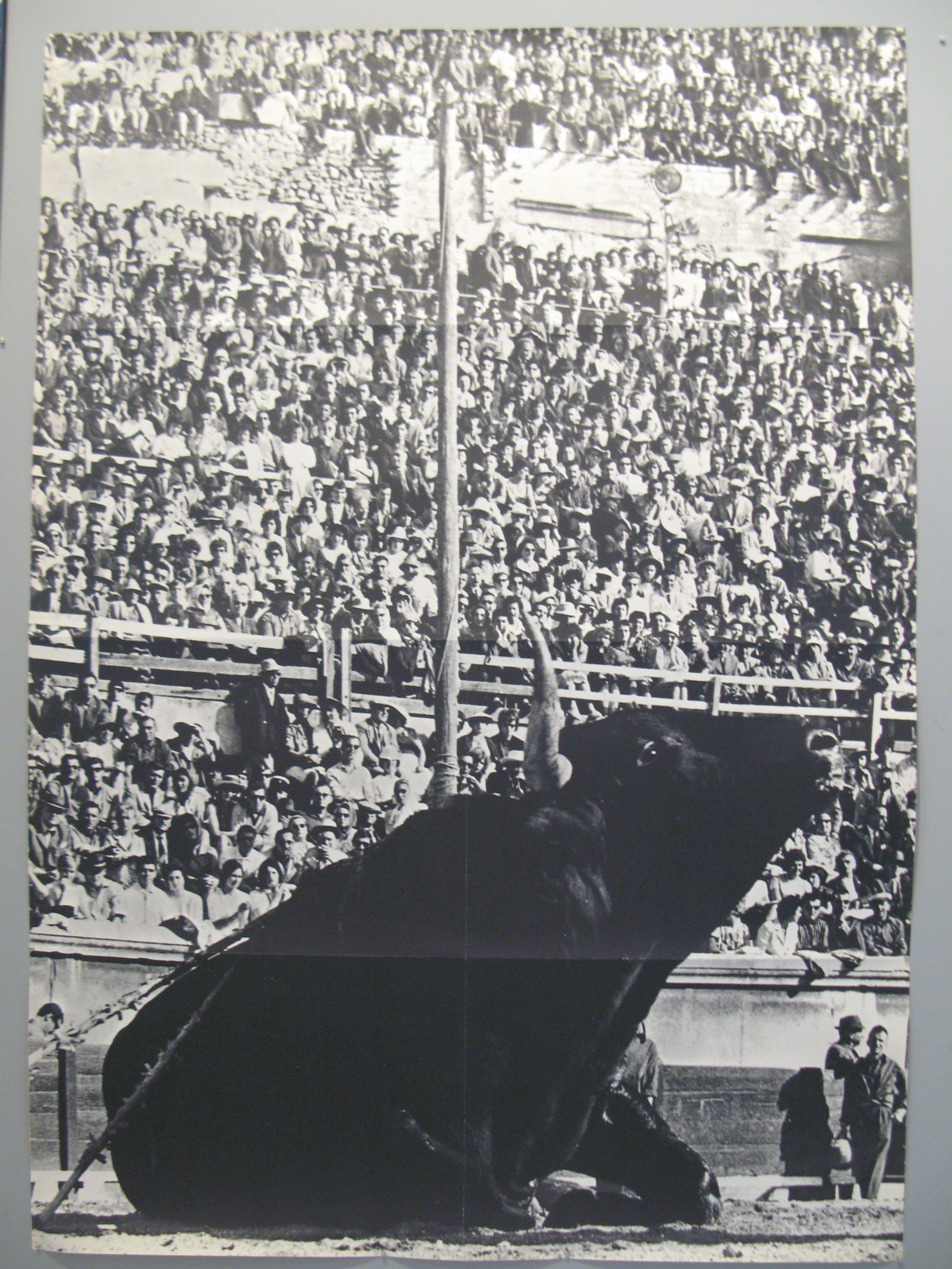 Bull in Arena