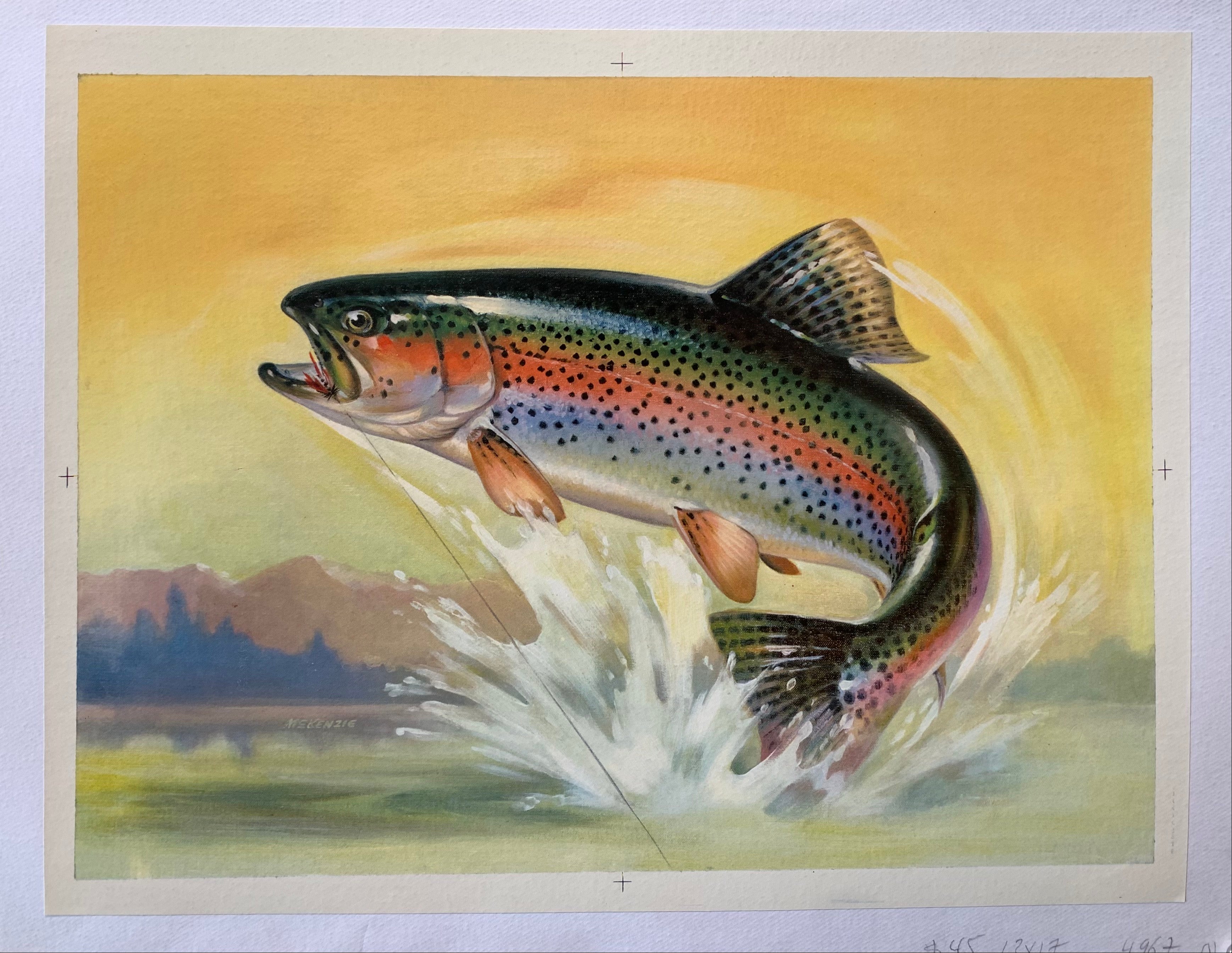 rainbow trout jumping