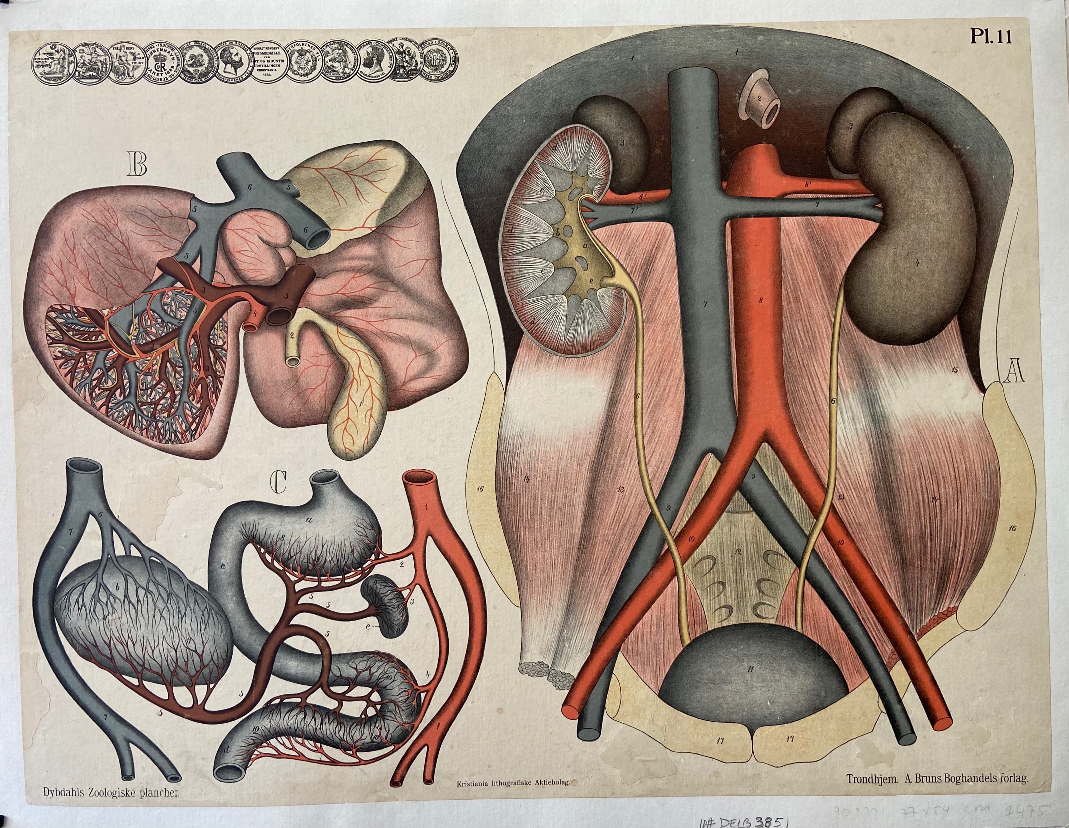 Anatomical drawings of organs