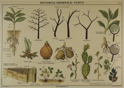 Link to  Botanical AnalysisItaly - c. 1930  Product