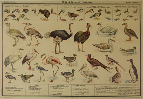 Link to  Uccelli BirdsItaly - c. 1930  Product