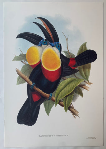 Link to Ramphastos Vitellinus Gould and Richter LithographUK c. 1990 Product