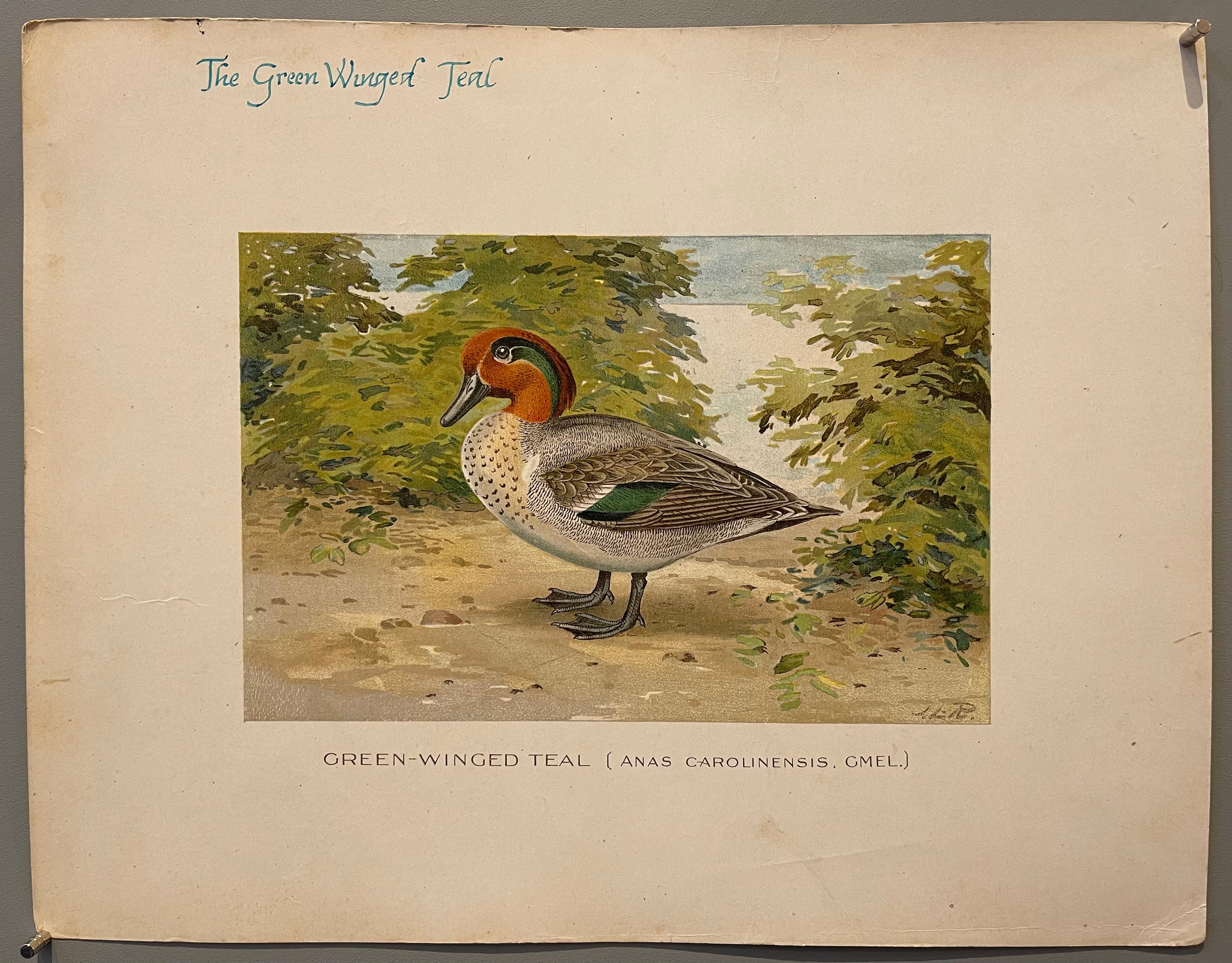 Green-Winged Teal