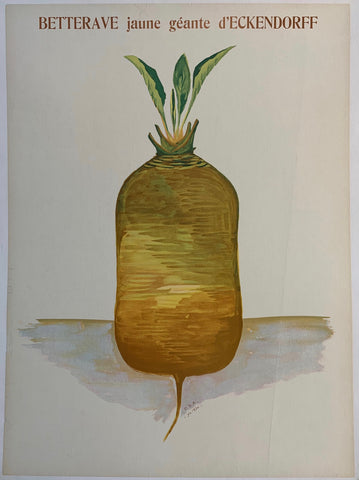 Link to  Betterave Jaune Géante d'EckendorffC.S.A  Product
