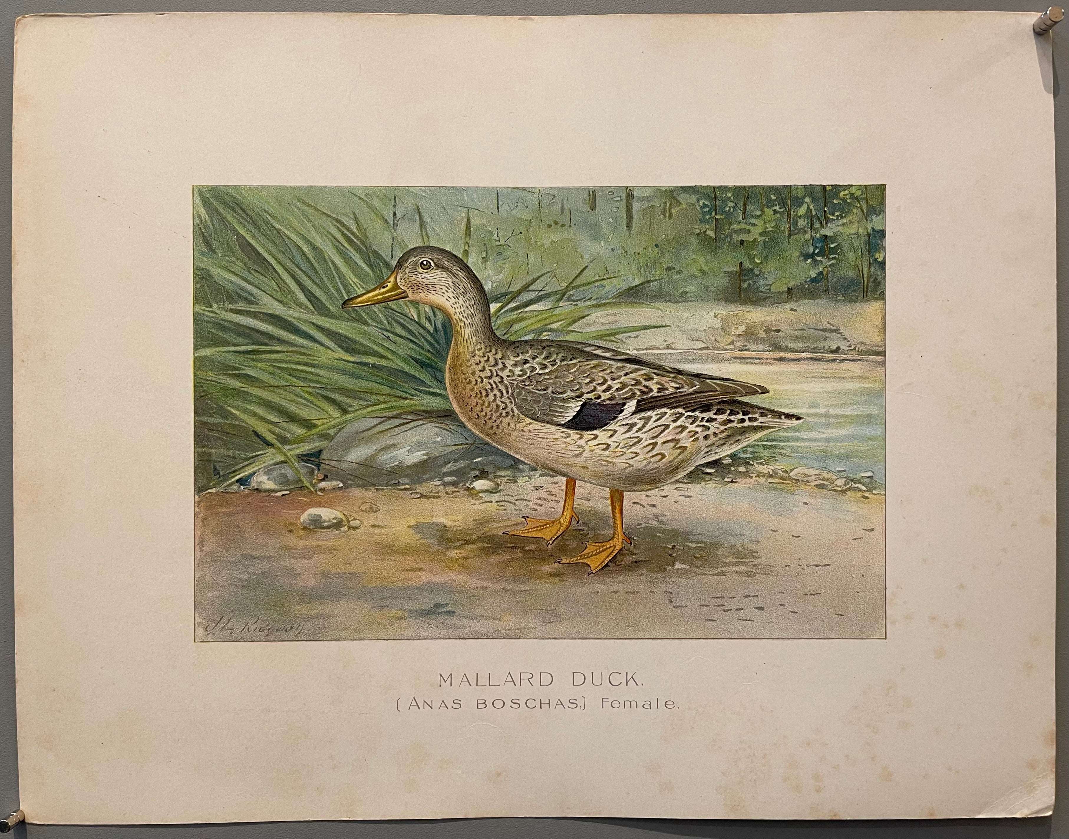 Mallard Duck