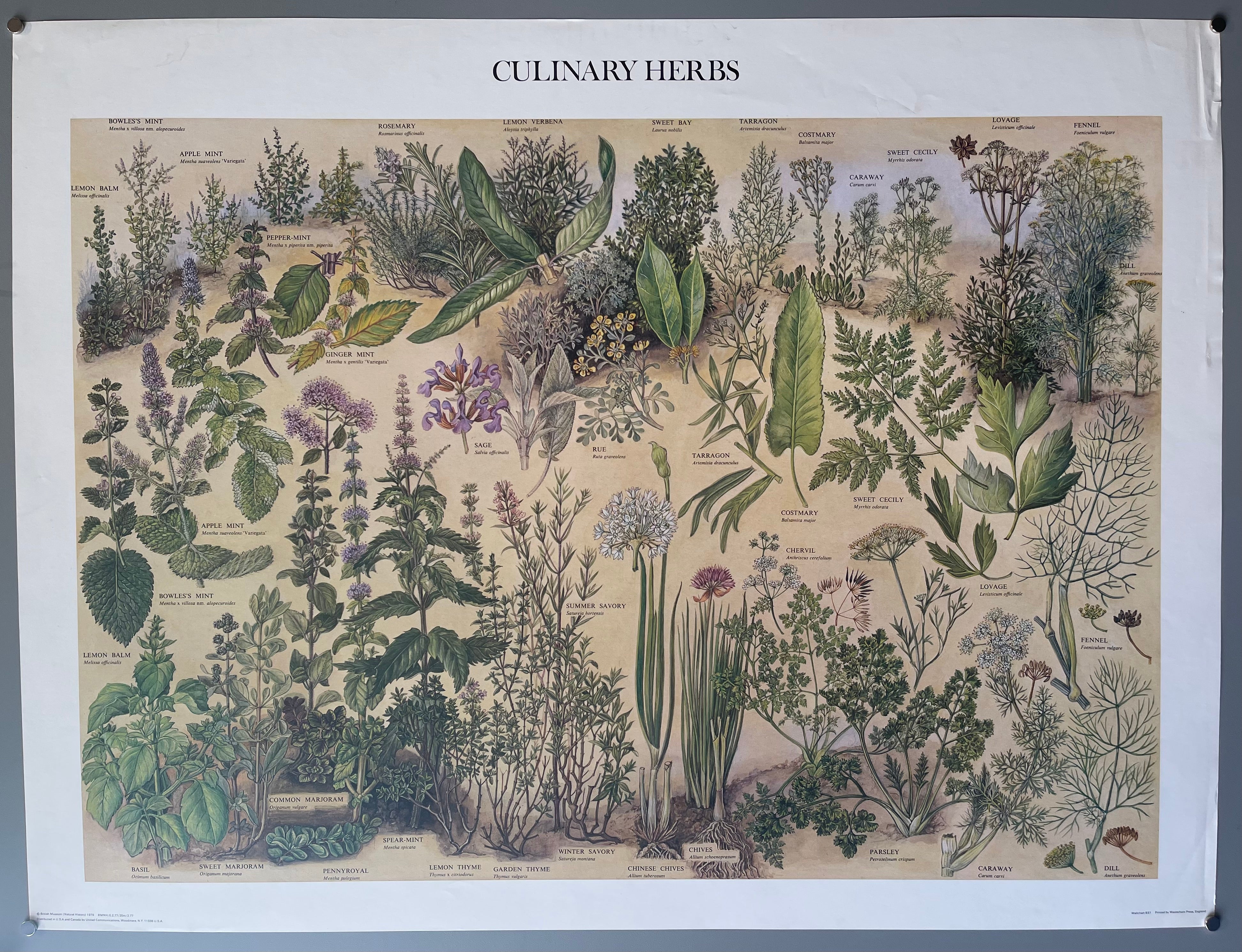 poster of the culinary herbs