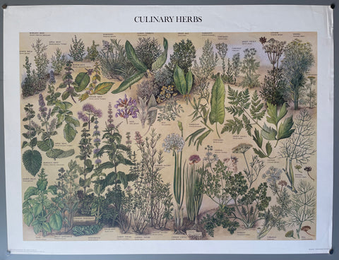 Link to  Culinary Herbs PosterEngland, 1976  Product