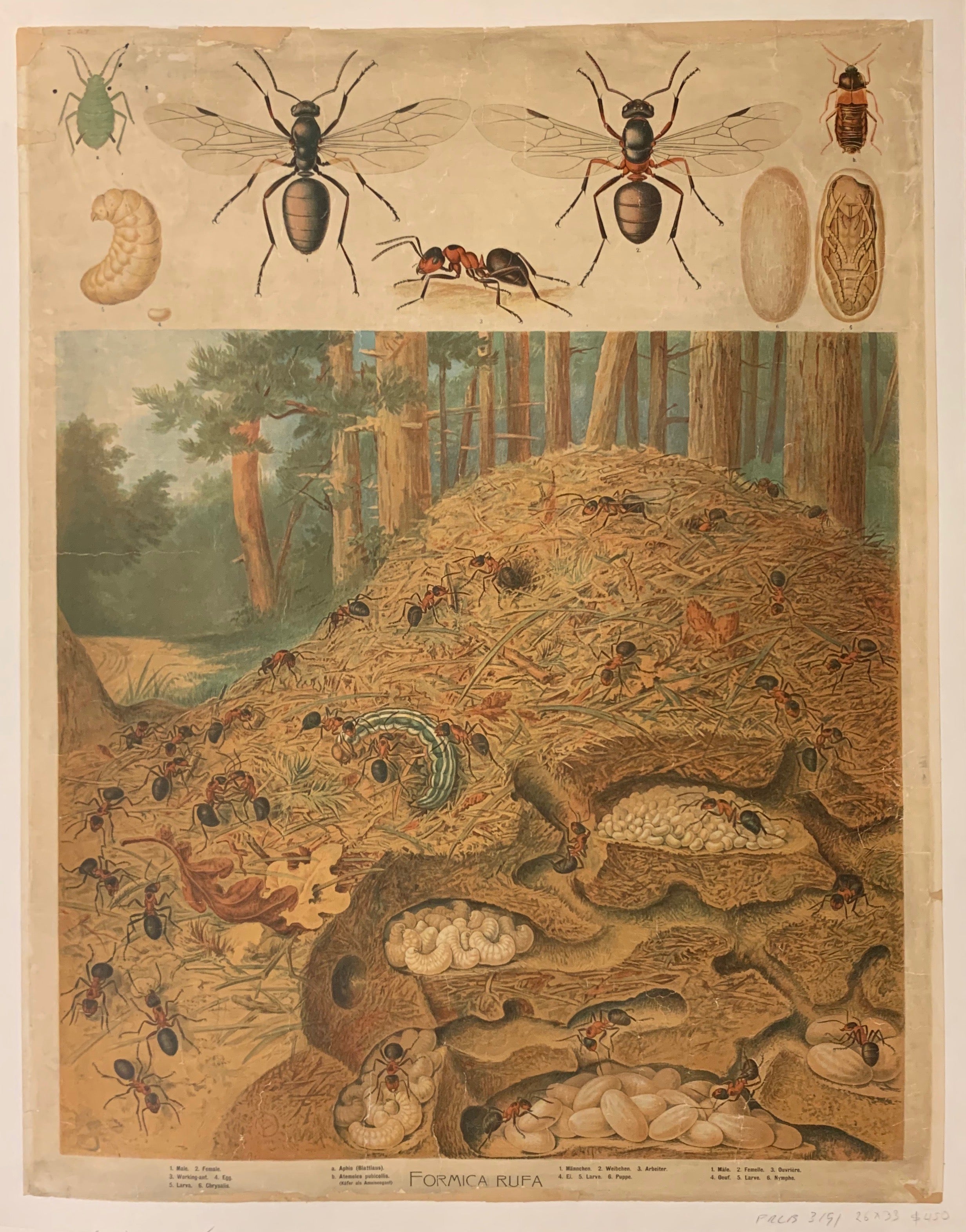 Formica Rufa Poster ✓