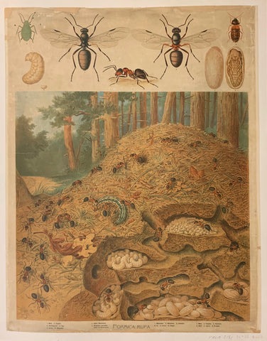 Link to  Formica Rufa Poster ✓U.S.A, c. 1935  Product