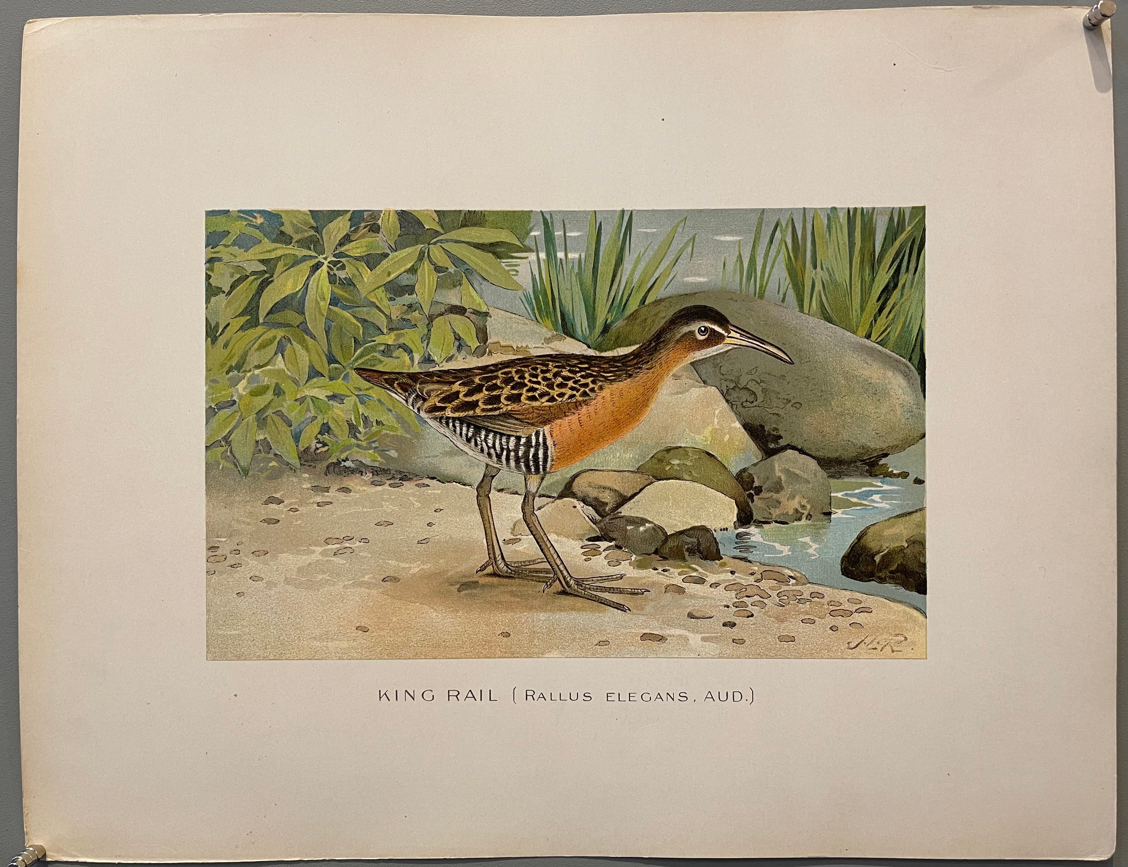 King Rail