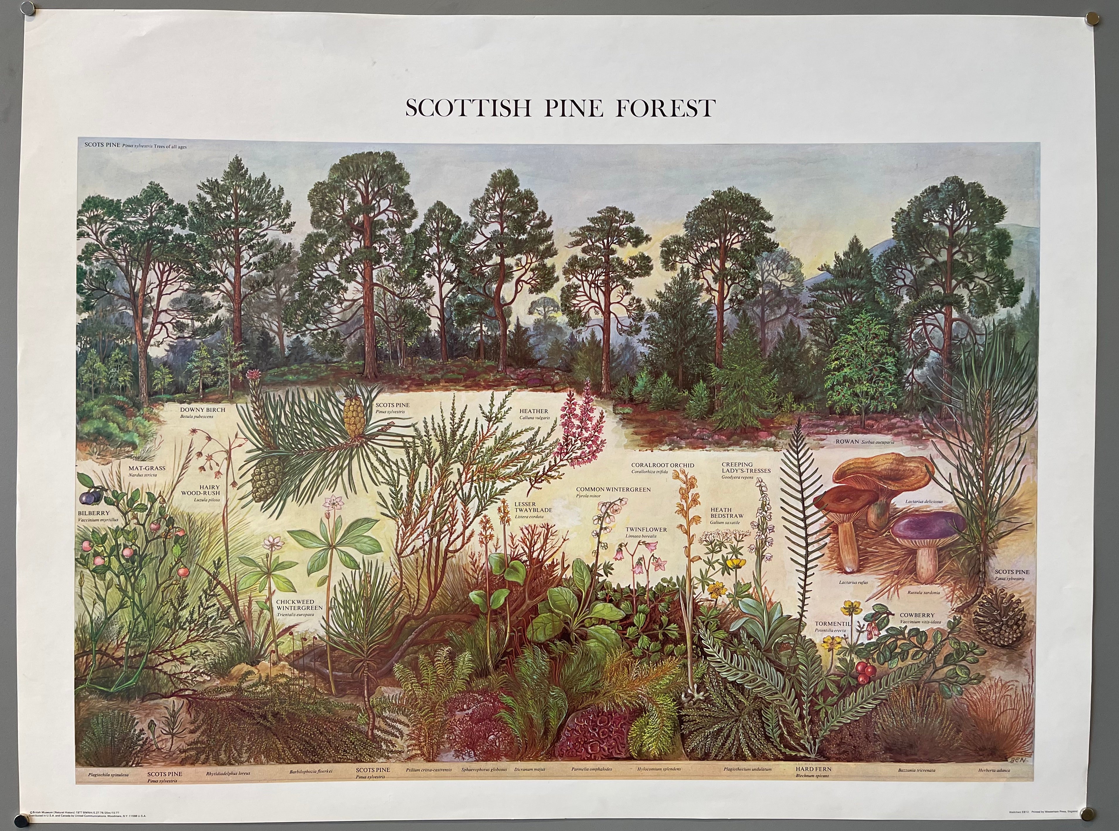 poster of the Scottish pine forest