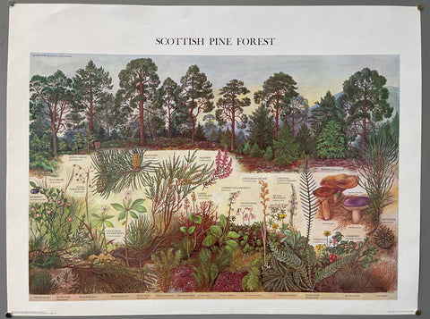 Link to  Scottish Pine PosterEngland, 1976  Product
