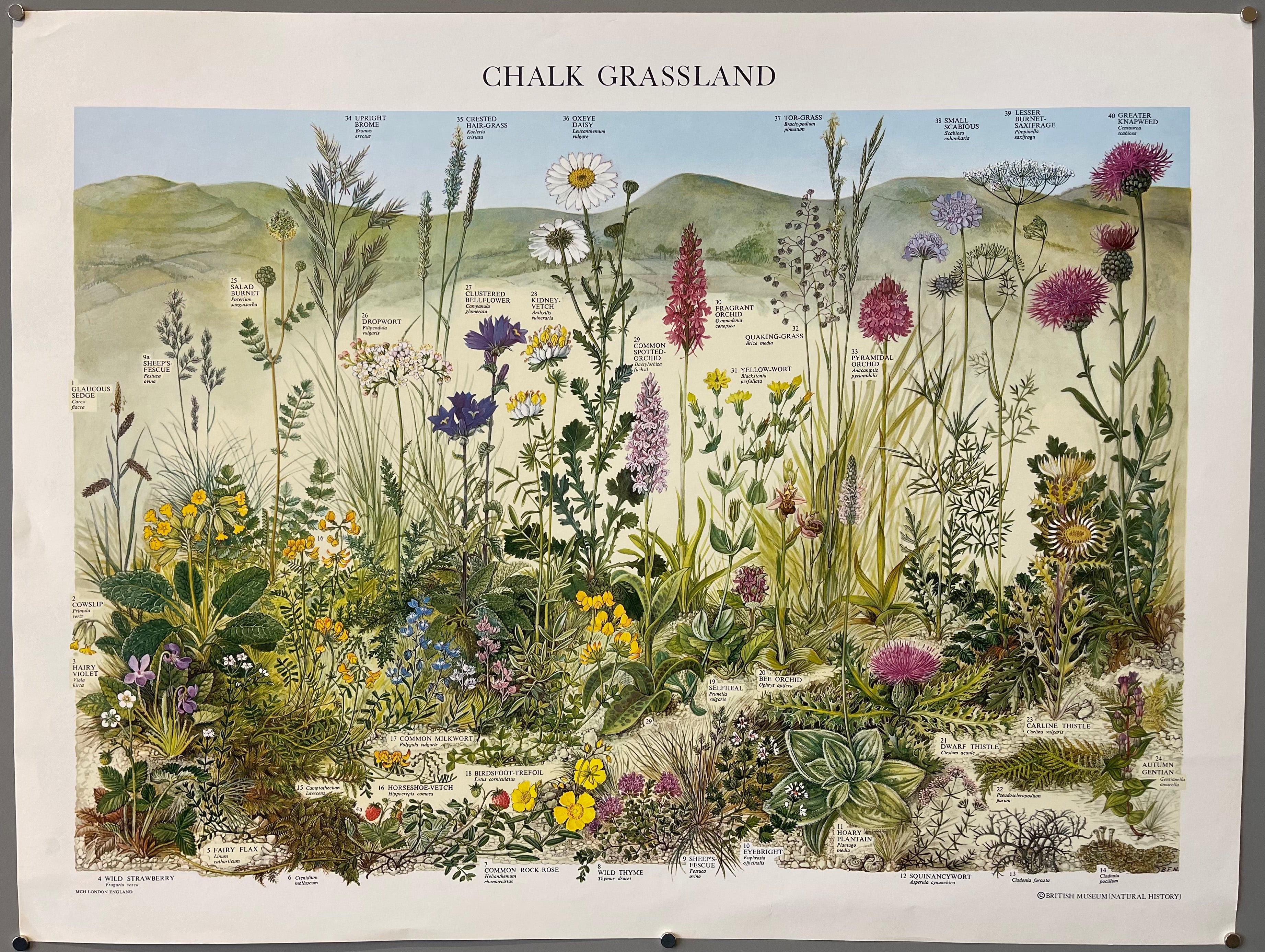 poster of the chalk grassland